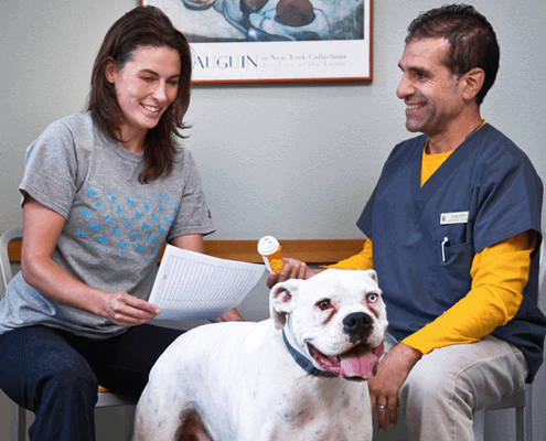 It takes a team to care for Bainbridge Island & Poulsbo pets.