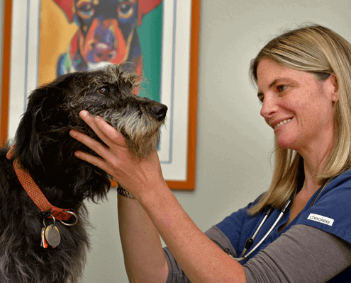 A pet from the Bainbridge Island / Poulsbo area gets a thorough exam.