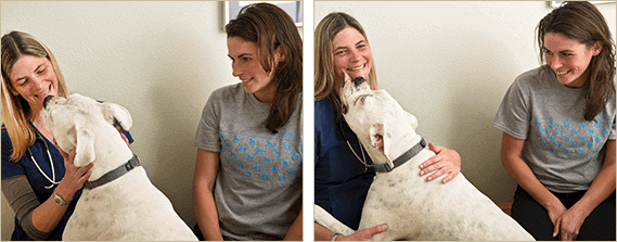 Service: patient Ozzie & Dr. Lisa greet each other at start of exam.