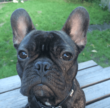 Dr. Lisa Newnham has a french bulldog named Butters.