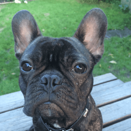 Dr. Lisa Newnham has a french bulldog named Butters.