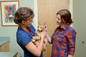 Dr. Stevens, a vet at Companion Animal, examines a cat with it's owner.